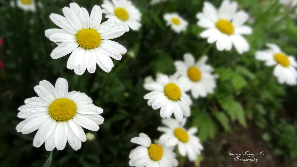Photo of Jawaharlal Nehru Botanical Garden, Sikkim, India by Saumy Nagayach