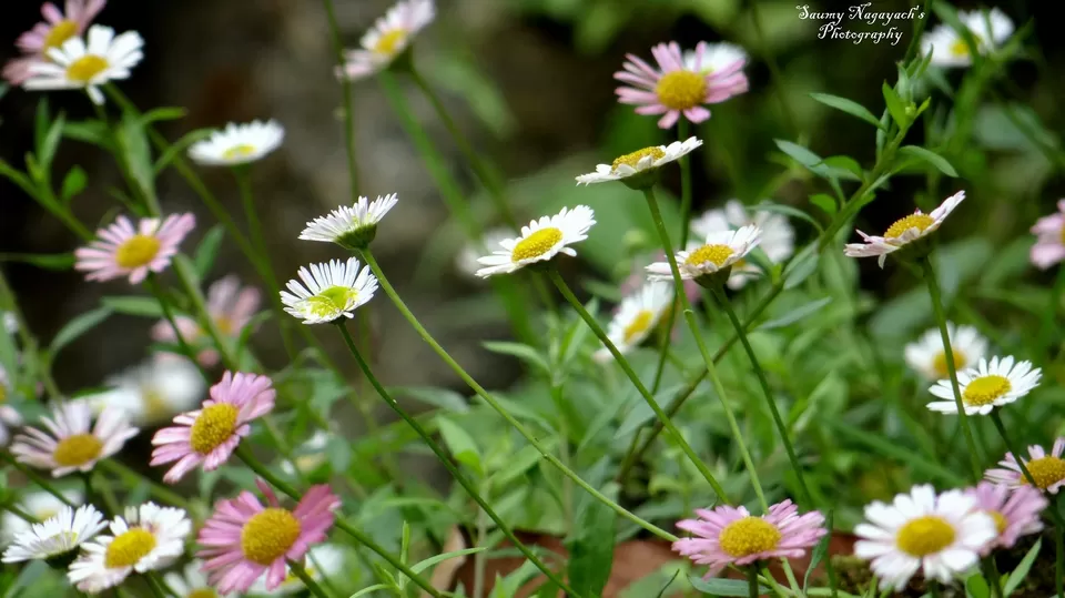 Photo of Rock Garden, Lingsay Khasmahal, Darjeeling, West Bengal, India by Saumy Nagayach