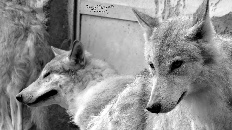 Photo of Padmaja Naidu Himalayan Zoological Park, Jawahar Parbat, Darjeeling, West Bengal, India by Saumy Nagayach