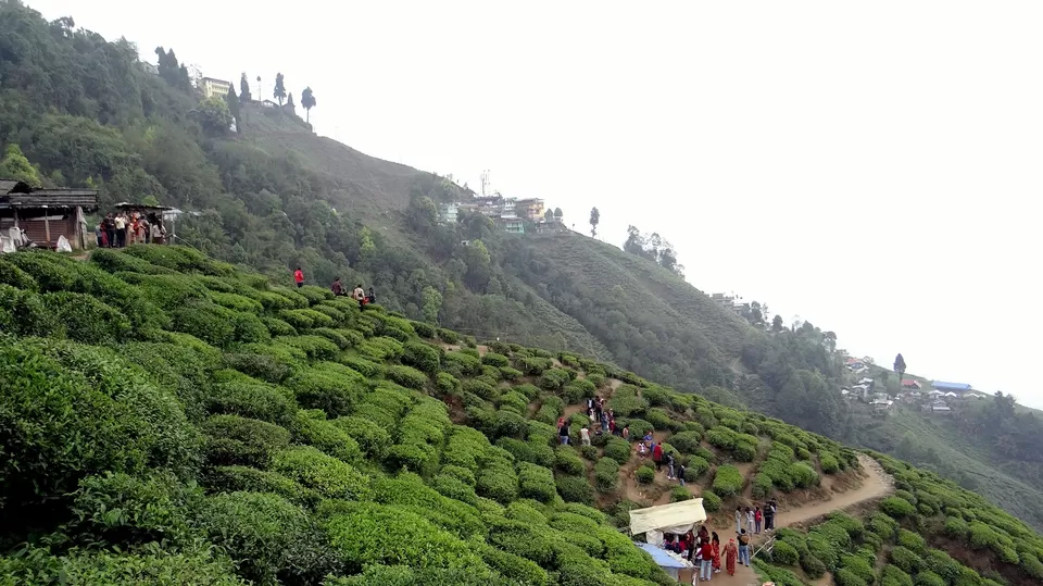 Photo of Padmaja Naidu Himalayan Zoological Park, Jawahar Parbat, Darjeeling, West Bengal, India by Saumy Nagayach
