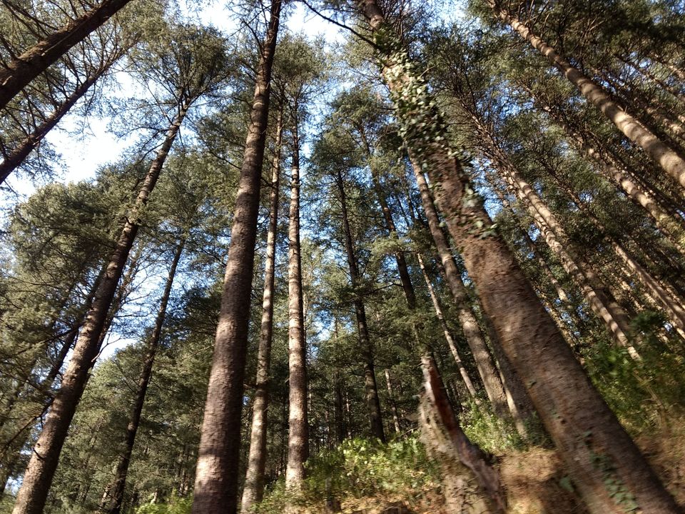 Photo of This June, get your hands dirty at this Meaningful Escape in Jibhi by Pallavi Trikha