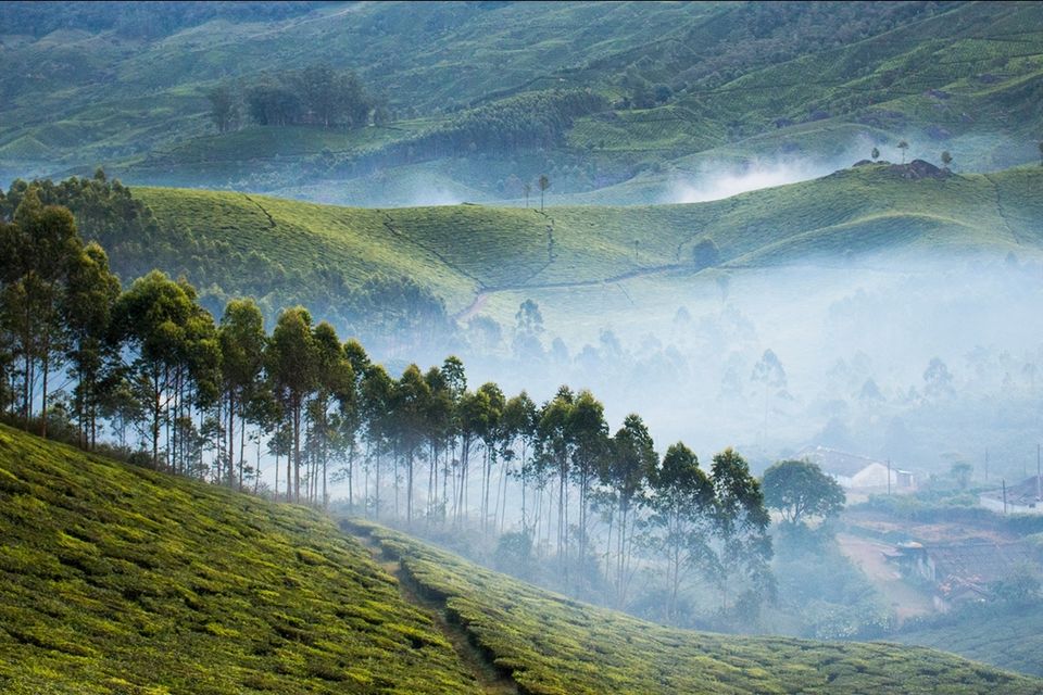 Photo of Munnar, Kerala, India by Sayandeep Roy