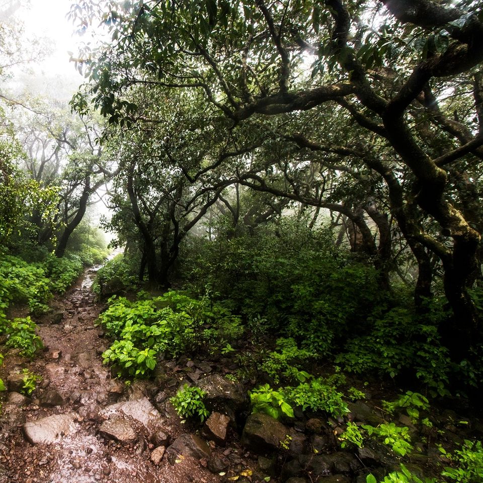 Photo of Enchanting Rajmachi by Sayandeep Roy