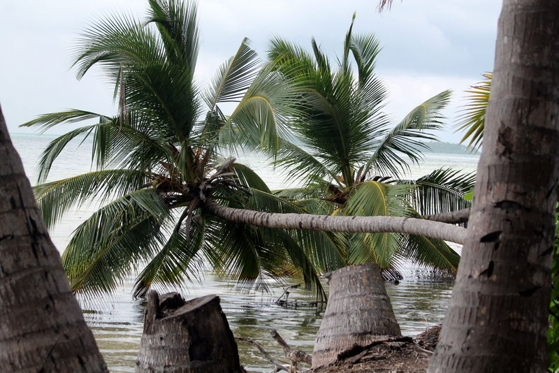 Photo of Paradise lost in Maldives 8/12 by Liz Thottan