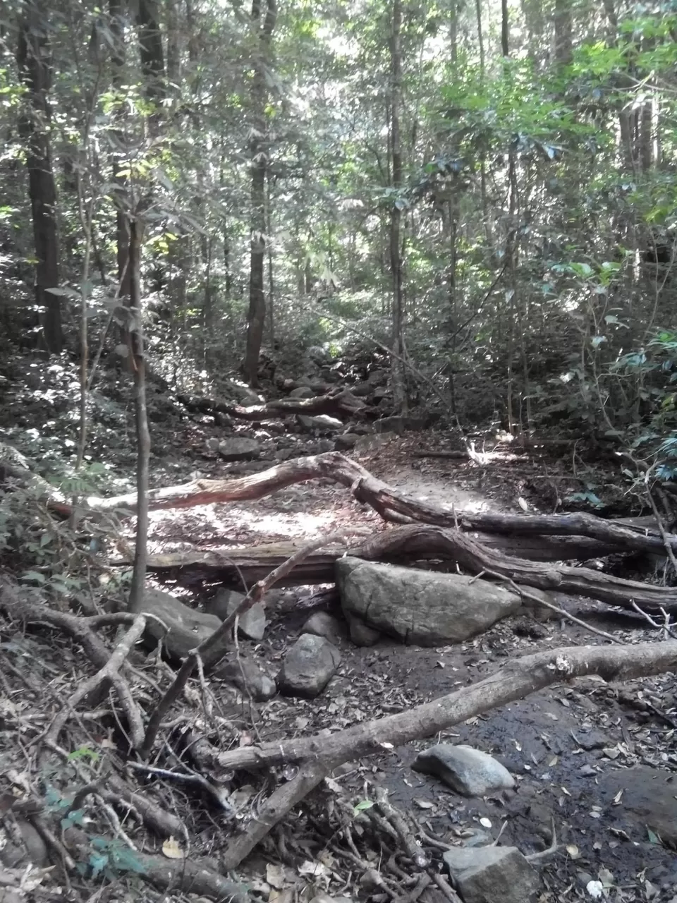 Photo of Pushpagiri Wildlife Sanctuary by Rini Biswas