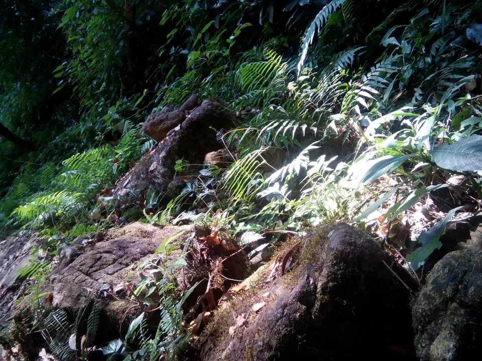 Photo of Pushpagiri Wildlife Sanctuary by Rini Biswas