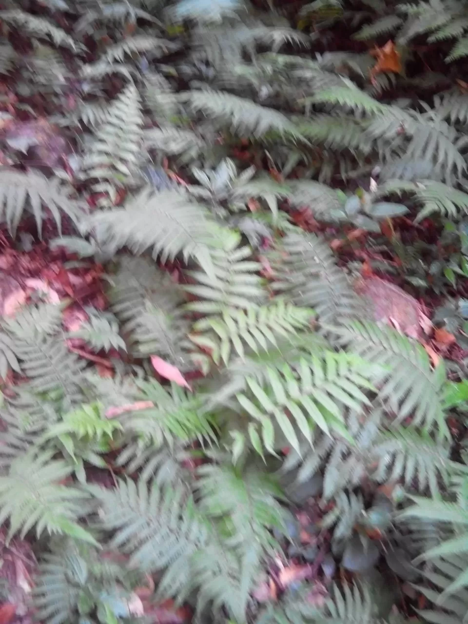 Photo of Pushpagiri Wildlife Sanctuary by Rini Biswas