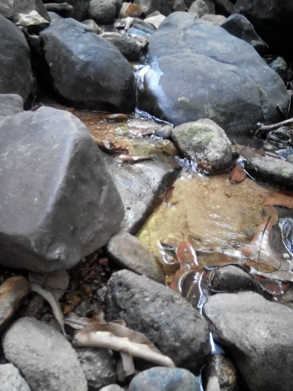 Photo of Pushpagiri Wildlife Sanctuary by Rini Biswas