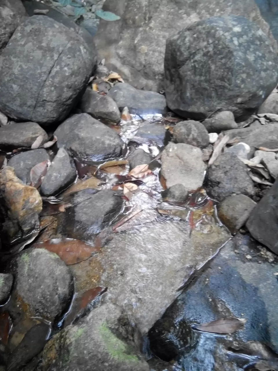 Photo of Pushpagiri Wildlife Sanctuary by Rini Biswas