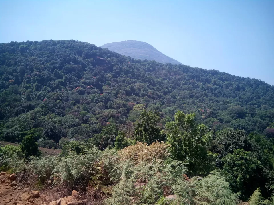 Photo of Pushpagiri Wildlife Sanctuary by Rini Biswas
