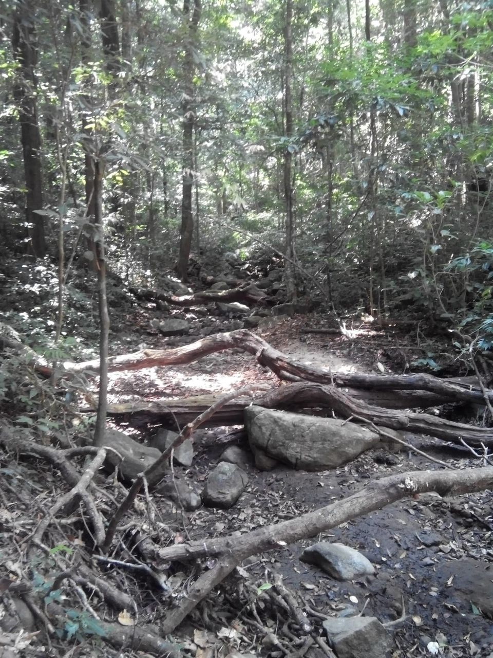 Photo of Kumara Parvata, A Weekend Trek 33/45 by Rini Biswas
