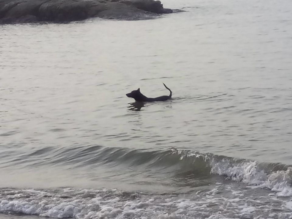 Photo of Beach Trek in Gokarna; the Trail Tale 9/13 by Rini Biswas