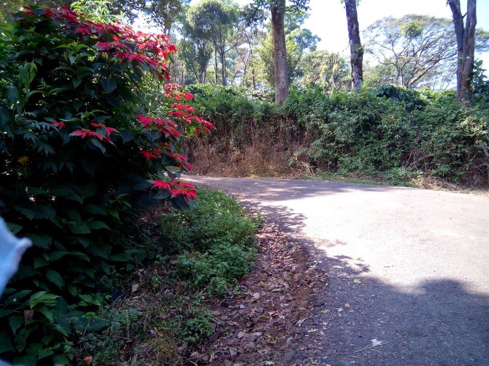 Photo of Anmol Tadiandamol 4/6 by Rini Biswas
