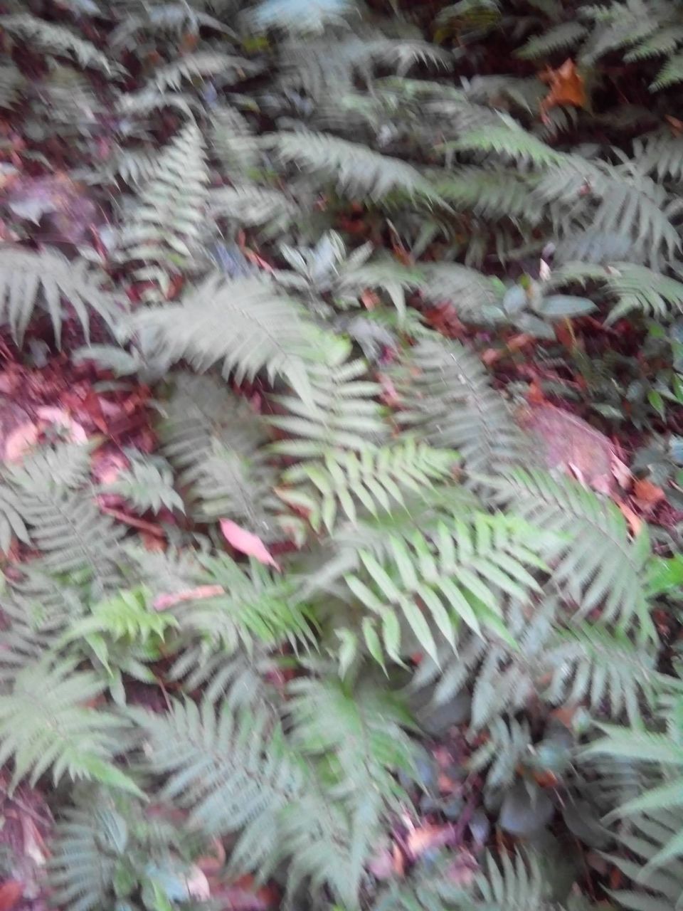 Photo of Kumara Parvata, A Weekend Trek 29/45 by Rini Biswas