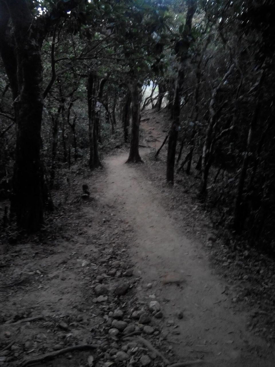 Photo of Kumara Parvata, A Weekend Trek 8/45 by Rini Biswas