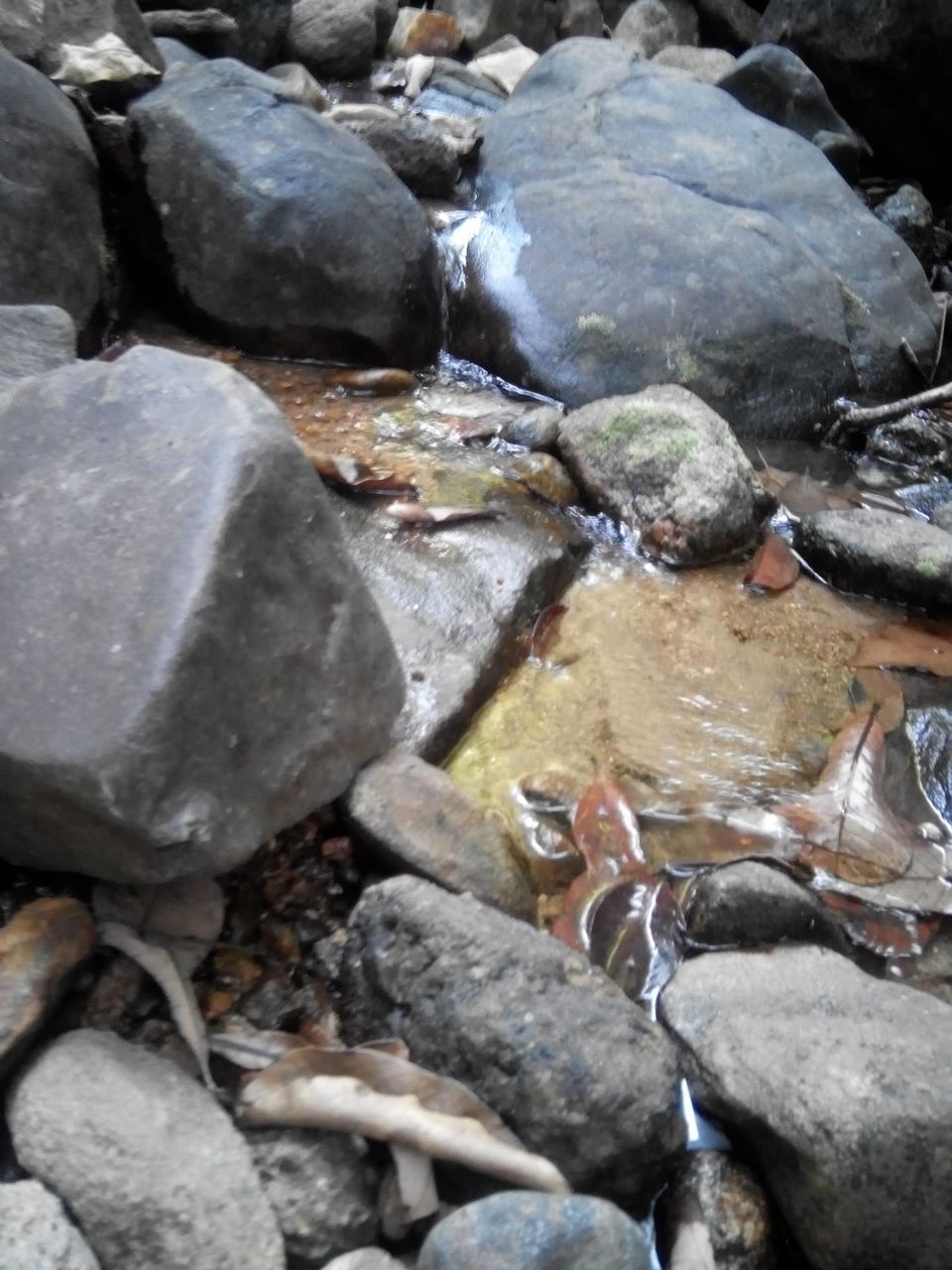 Photo of Kumara Parvata, A Weekend Trek 32/45 by Rini Biswas