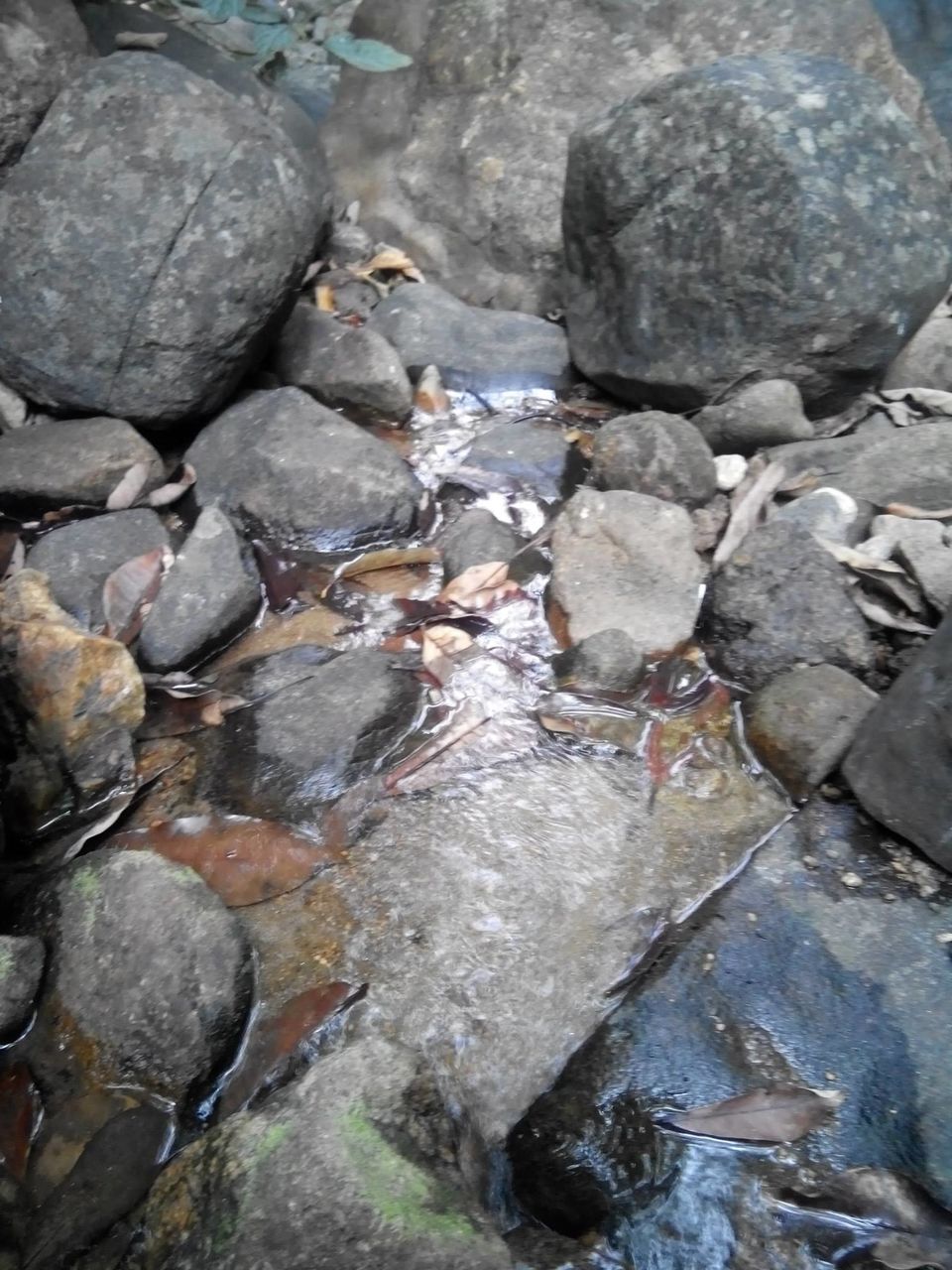 Photo of Kumara Parvata, A Weekend Trek 30/45 by Rini Biswas