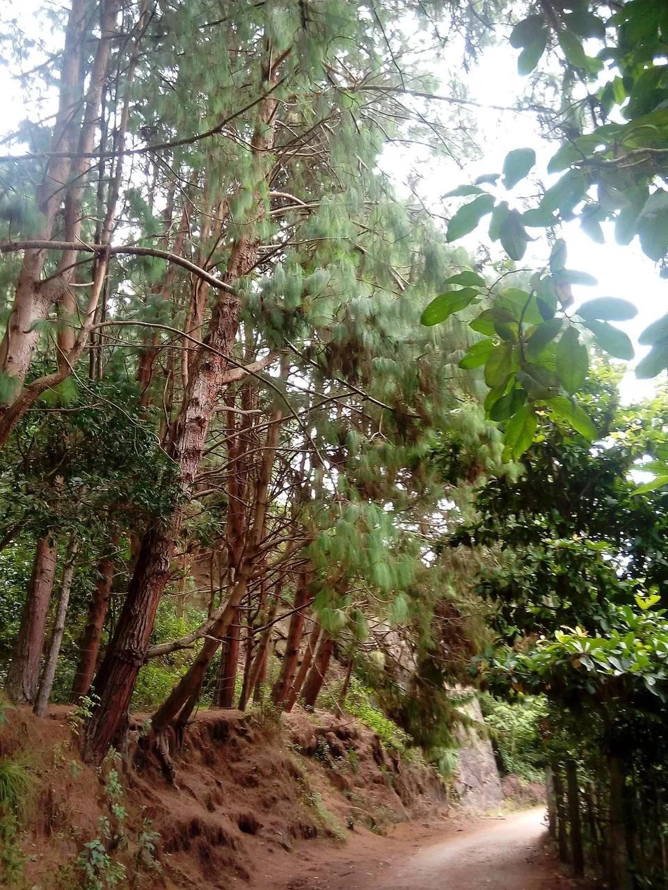 Photo of Vattakanal, Kodaikanal, Tamil Nadu, India by Rini Biswas