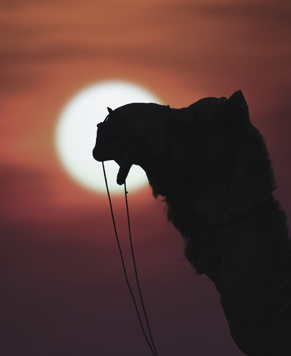 Photo of Khuri, Rajasthan, India by Santshree Sinha