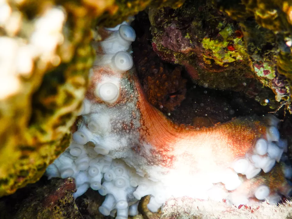 Photo of Havelock Island, Andaman and Nicobar Islands by Disha Sharma