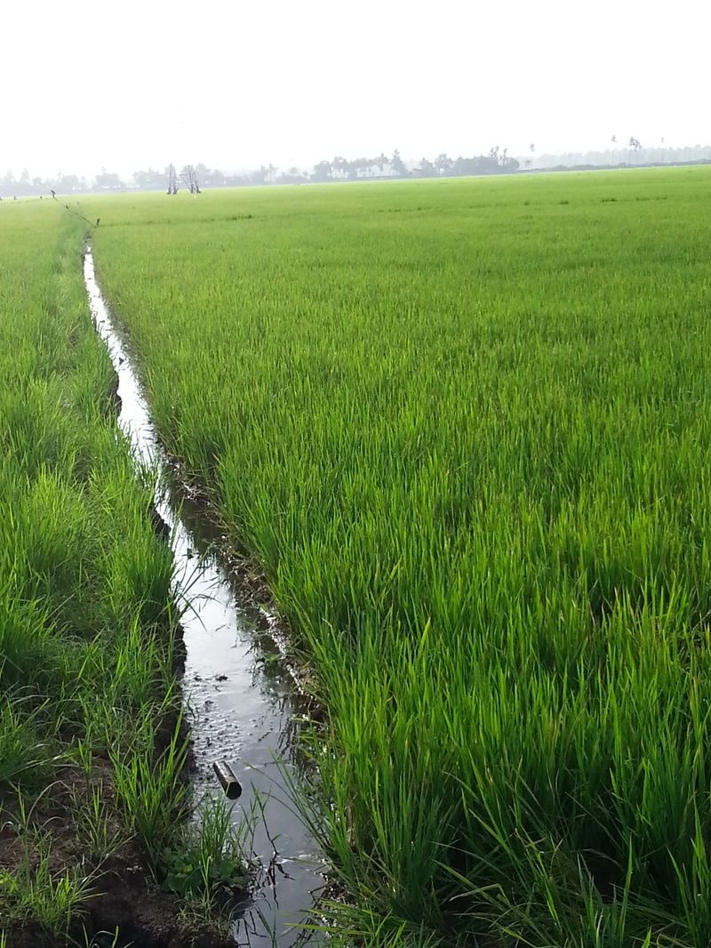 Photo of Alappuzha, Kerala, India by Kavitha Preetha
