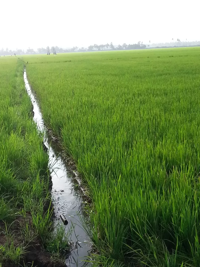 Photo of Alappuzha, Kerala, India by Kavitha Preetha