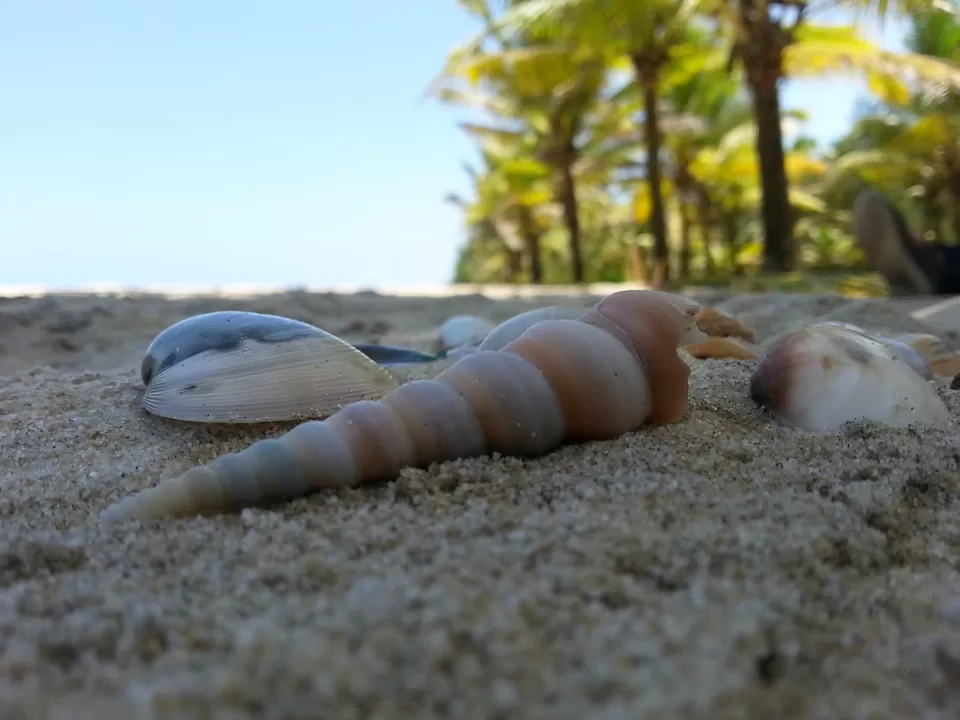 Photo of Marari Beach, Alappuzha, Kerala, India by Kavitha Preetha