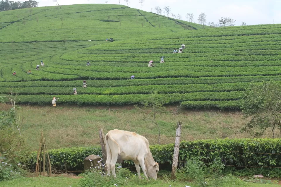 Photo of Vagamon, Kerala, India by Kavitha Preetha
