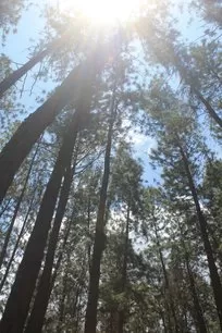Photo of Vagamon Pine Forest, Pine Valley Road, Vedikuzhi, Kolahalamedu, Kerala, India by Kavitha Preetha