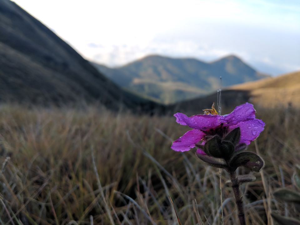 Photo of Meeshapulimala - The one trek you shouldn't miss when in Kerala! by Kavitha Preetha