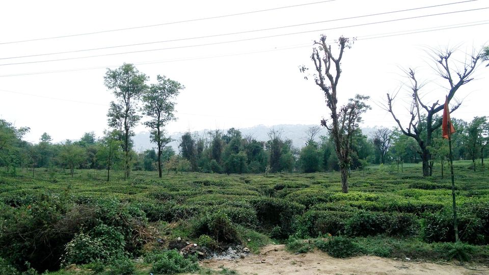 Photo of Palampur, Himachal Pradesh, India by Beparwah Parinda