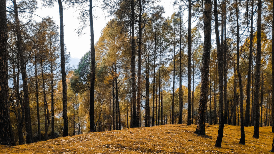 Photo of Pauri, Uttarakhand, India by Beparwah Parinda