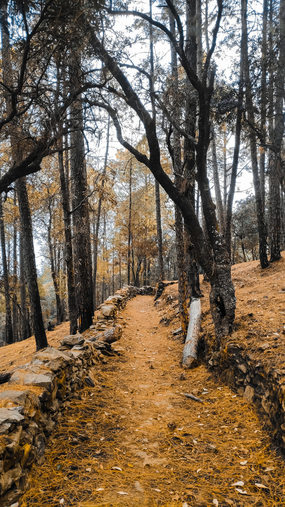 Photo of Pauri, Uttarakhand, India by Beparwah Parinda