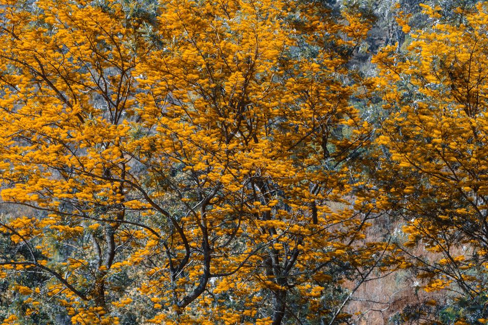Photo of Pauri - A solo Trip to rejuvenate myself by Beparwah Parinda