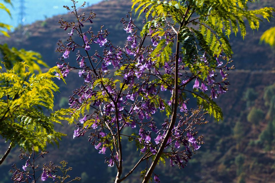 Photo of Pauri - A solo Trip to rejuvenate myself by Beparwah Parinda