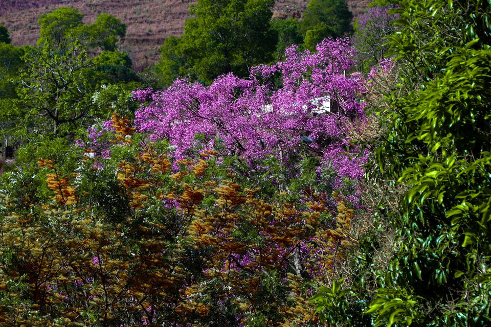 Photo of Pauri - A solo Trip to rejuvenate myself by Beparwah Parinda