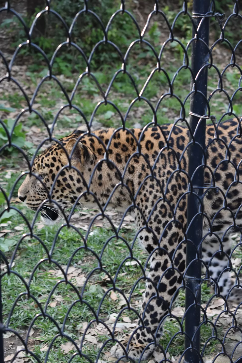 Photo of G B Pant High Altitude Zoo, Tallital, Nainital, Uttarakhand, India by SWARNABHA DUTTA