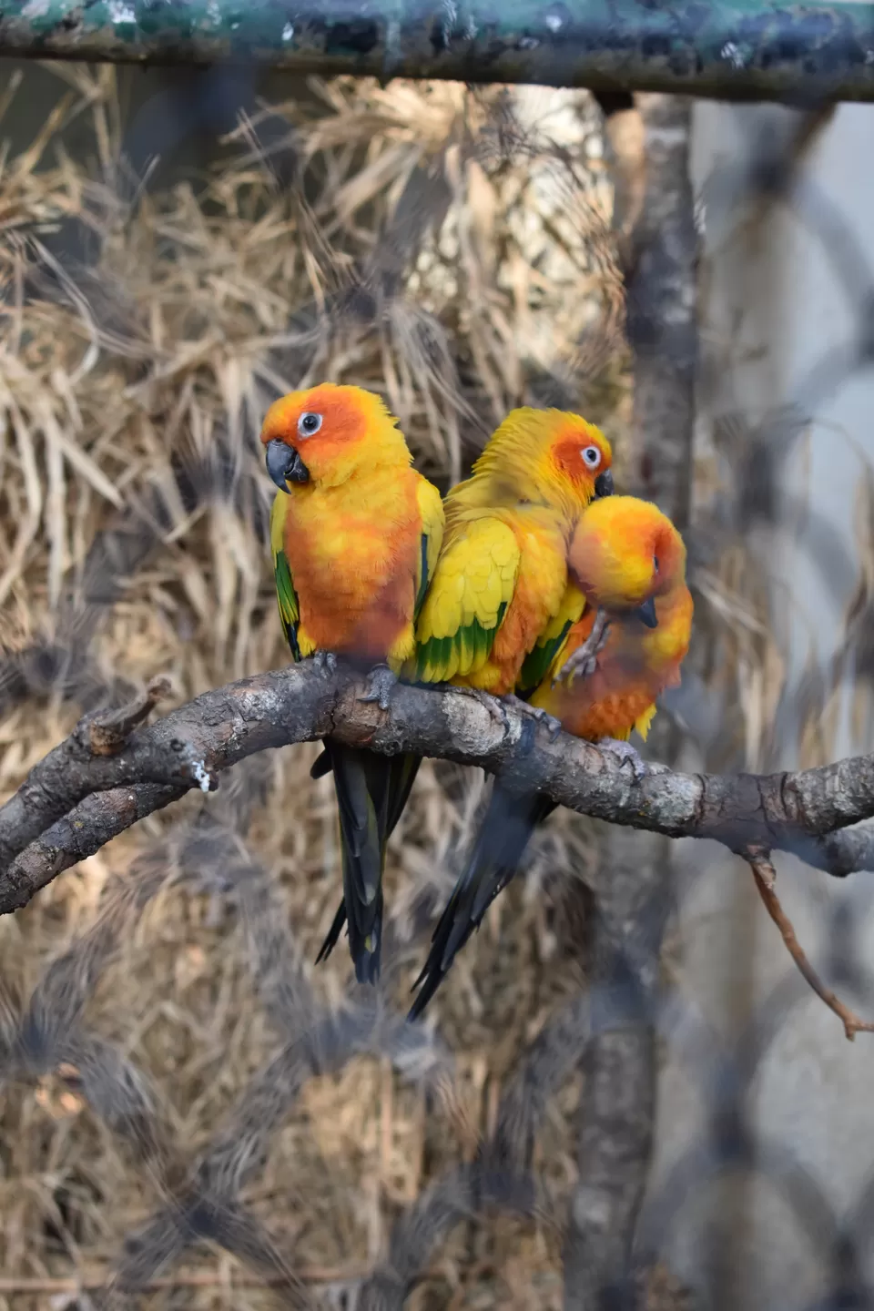 Photo of G B Pant High Altitude Zoo, Tallital, Nainital, Uttarakhand, India by SWARNABHA DUTTA