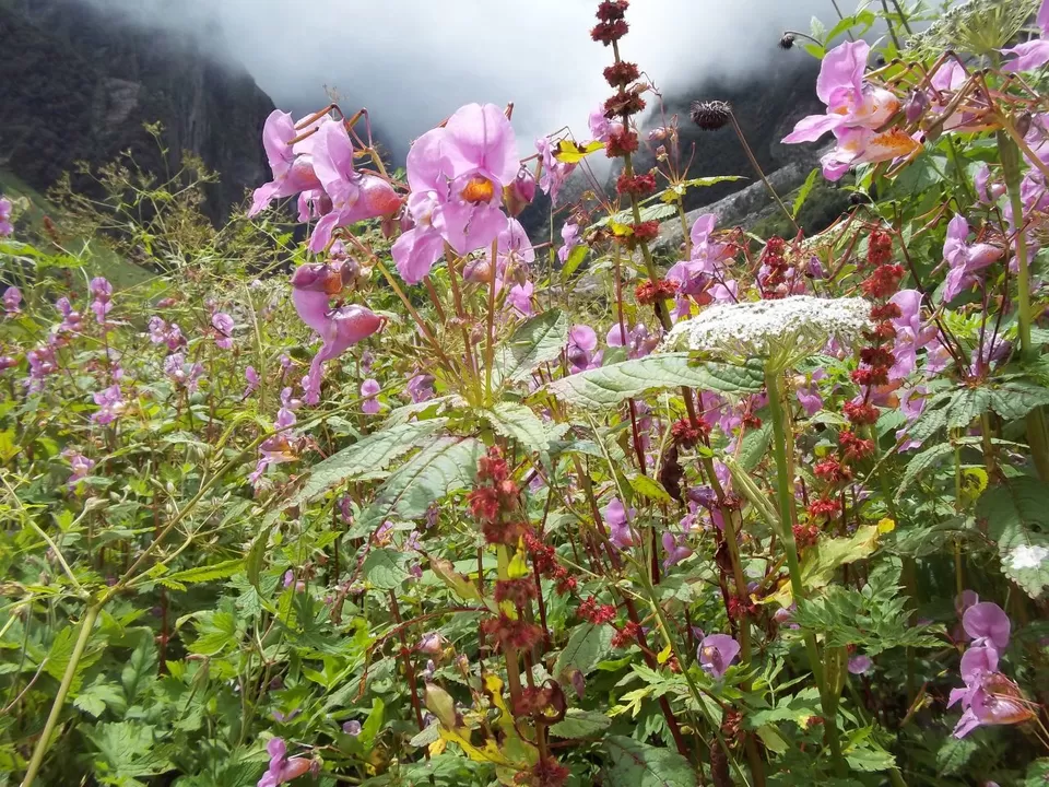 Photo of Valley of Flowers National Park, Uttarakhand, India by SWARNABHA DUTTA