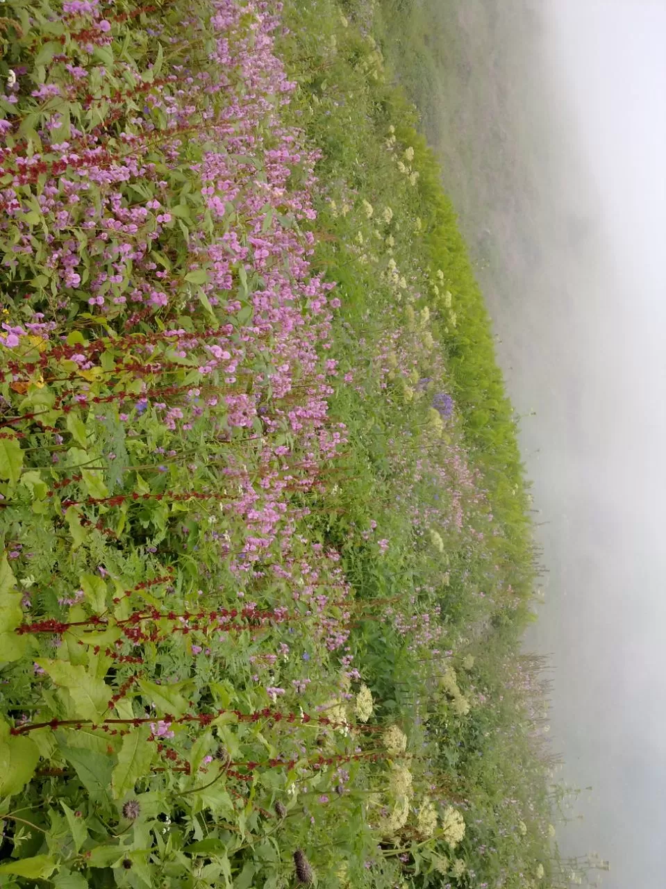 Photo of Valley of Flowers National Park, Uttarakhand, India by SWARNABHA DUTTA