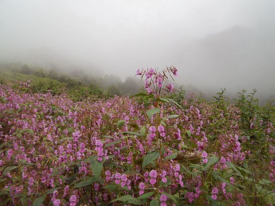 Photo of Ghangaria, Uttarakhand, India by SWARNABHA DUTTA