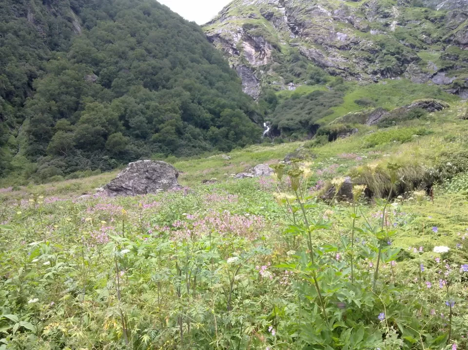 Photo of Valley of Flowers National Park, Uttarakhand, India by SWARNABHA DUTTA