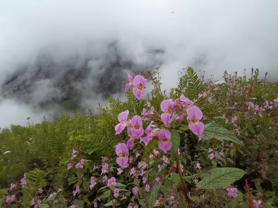 Photo of Valley of Flowers National Park, Uttarakhand, India by SWARNABHA DUTTA