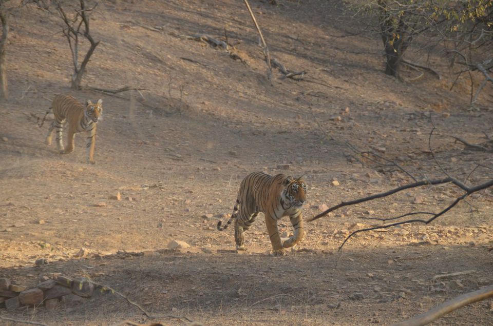 Photo of Tryst with the Tigers of Ranthambhore 3/18 by Nalin Bajaj