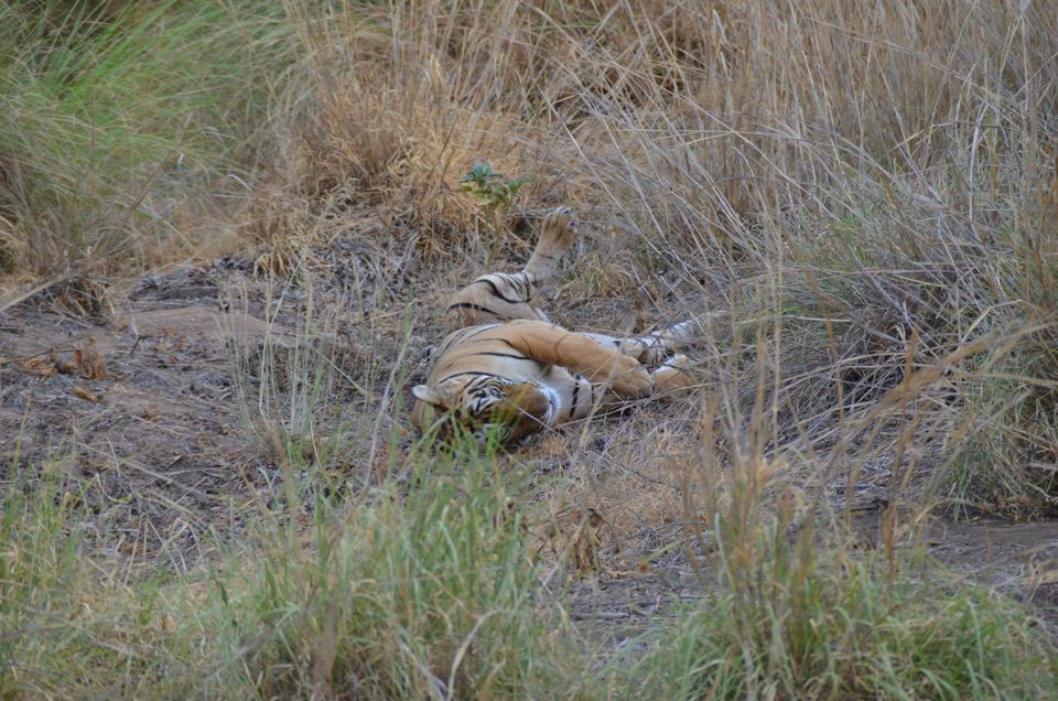 Photo of Tryst with the Tigers of Ranthambhore 17/18 by Nalin Bajaj