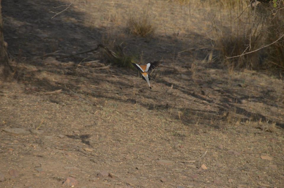 Photo of Tryst with the Tigers of Ranthambhore 13/18 by Nalin Bajaj