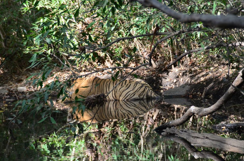 Photo of Tryst with the Tigers of Ranthambhore 15/18 by Nalin Bajaj