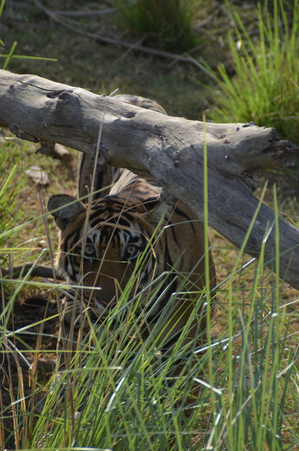 Photo of Tryst with the Tigers of Ranthambhore 9/18 by Nalin Bajaj