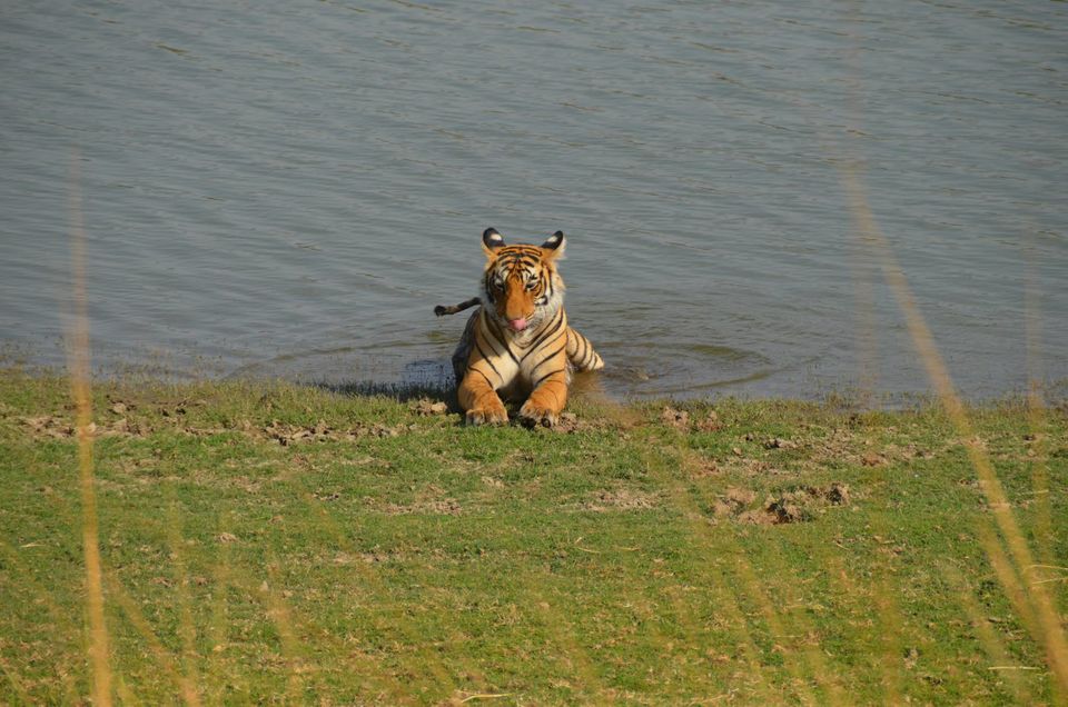 Photo of Tryst with the Tigers of Ranthambhore 18/18 by Nalin Bajaj