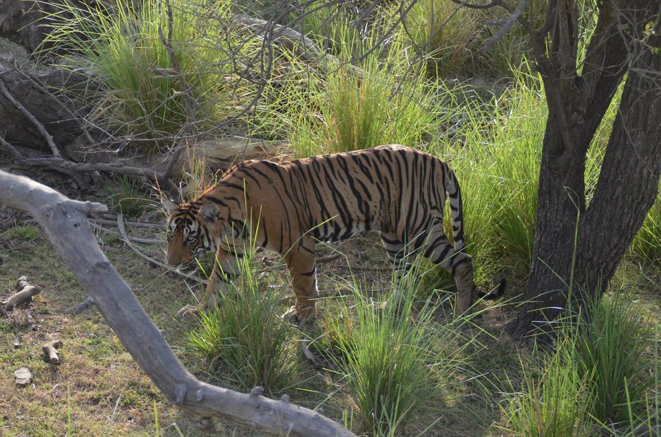 Photo of Tryst with the Tigers of Ranthambhore 11/18 by Nalin Bajaj